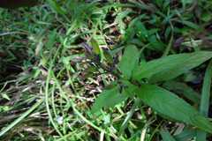 Andrographis producta